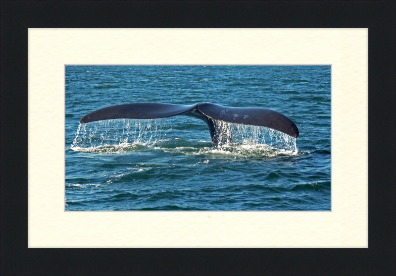 Southern Right Whale Caudal Fin - Great Pictures Framed