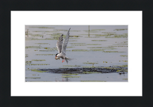 A Common Tern Fishing in the Federseeried Bird Sanctuary - Great Pictures Framed