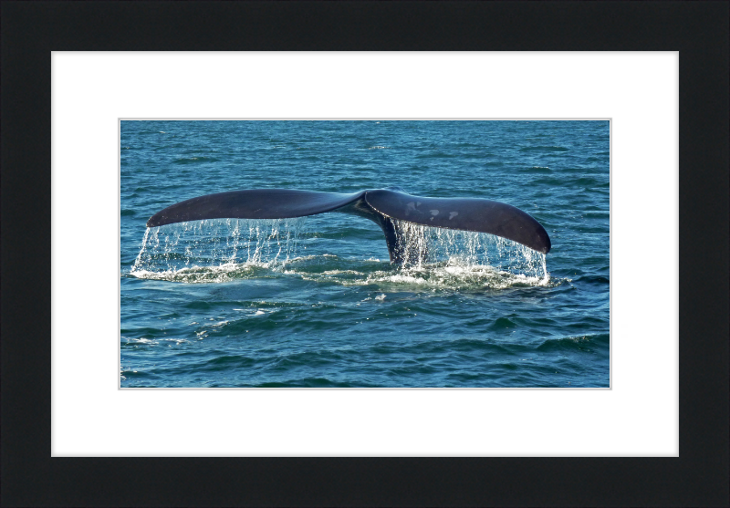 Southern Right Whale Caudal Fin - Great Pictures Framed