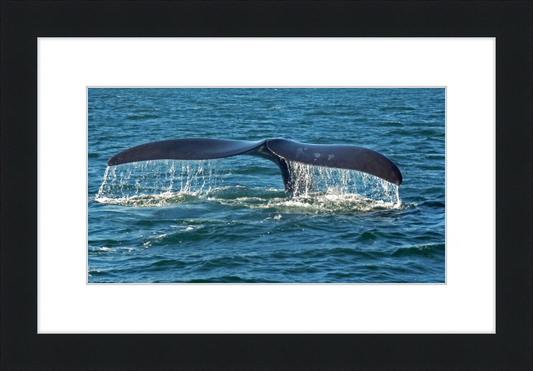 Southern Right Whale Caudal Fin - Great Pictures Framed