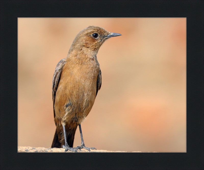 The Brown Rock Chat (Oenanthe fusca) - Great Pictures Framed