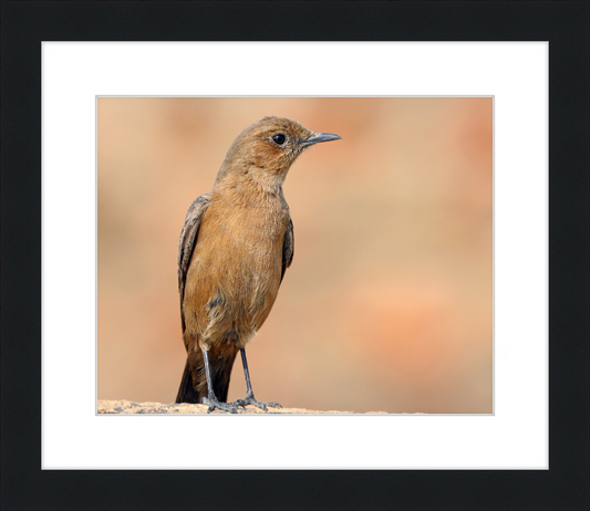 The Brown Rock Chat (Oenanthe fusca) - Great Pictures Framed