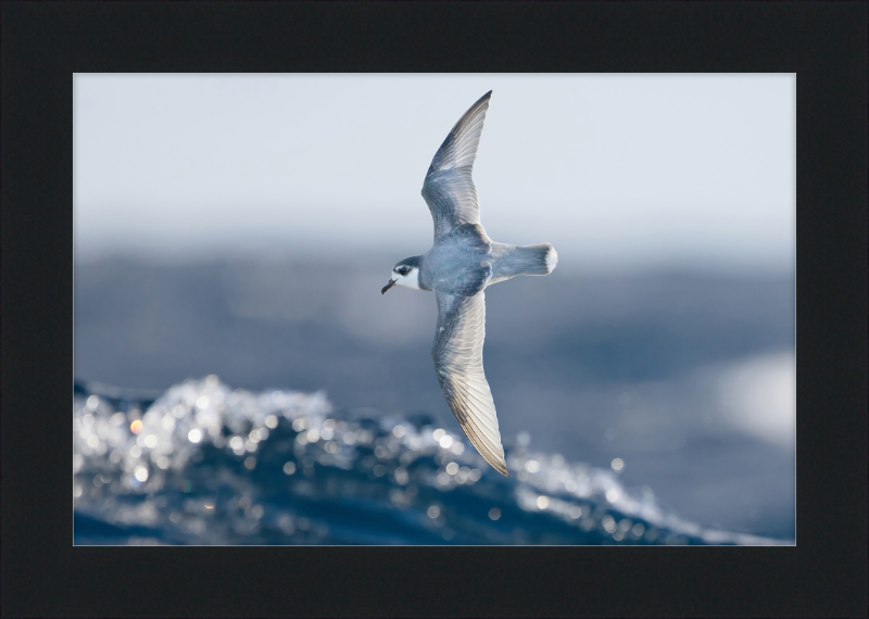 Halobaena Caerulea in Flight - SE Tasmania - Great Pictures Framed