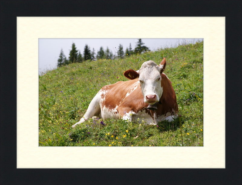 A Fleckvieh Cow in the Swiss Alps - Great Pictures Framed