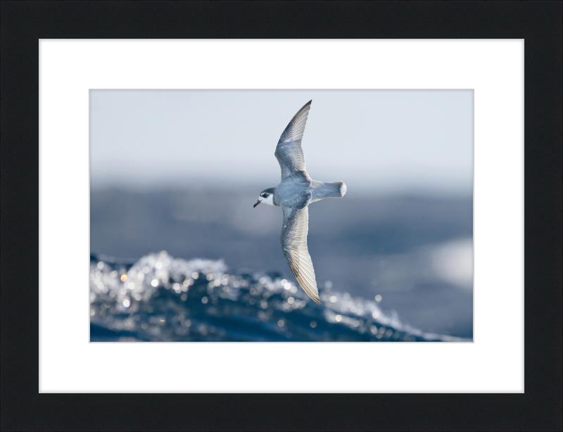 Halobaena Caerulea in Flight - SE Tasmania - Great Pictures Framed