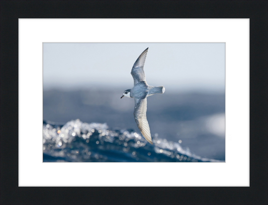 Halobaena Caerulea in Flight - SE Tasmania - Great Pictures Framed