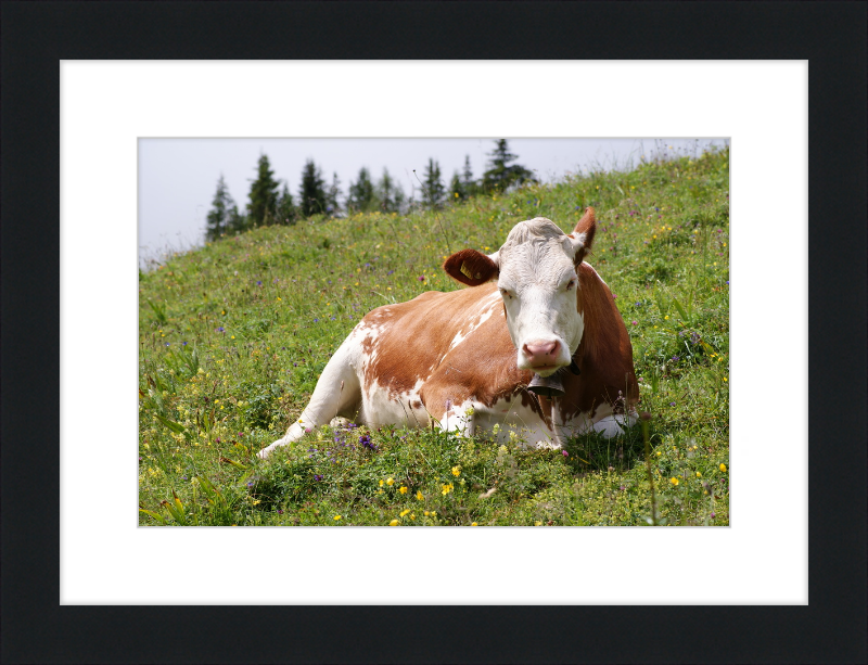 A Fleckvieh Cow in the Swiss Alps - Great Pictures Framed