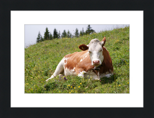 A Fleckvieh Cow in the Swiss Alps - Great Pictures Framed