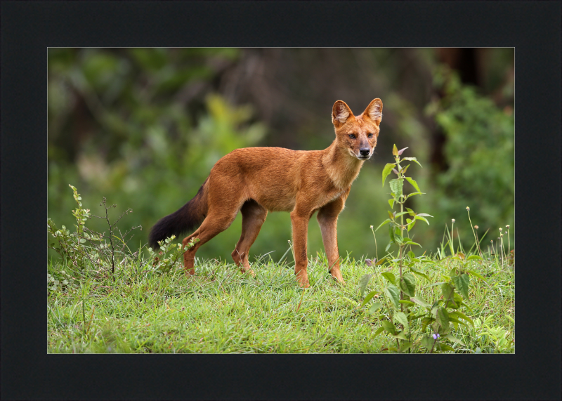 Asiatic Wild Dog - Great Pictures Framed