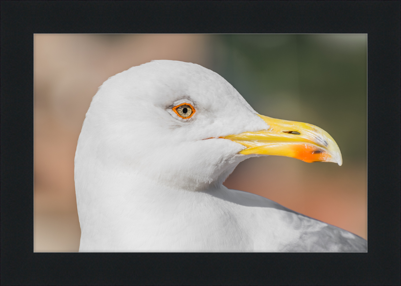 Larus Michahellis in Farnese Gardens - Great Pictures Framed