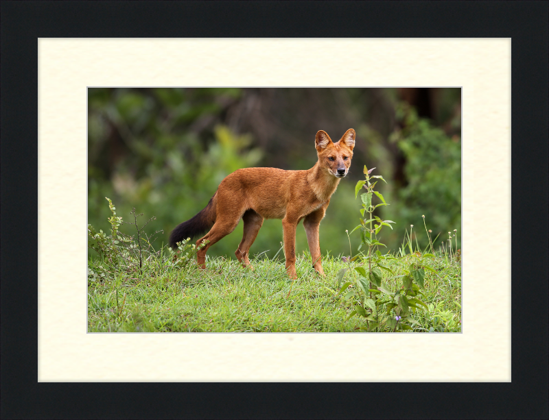 Asiatic Wild Dog - Great Pictures Framed
