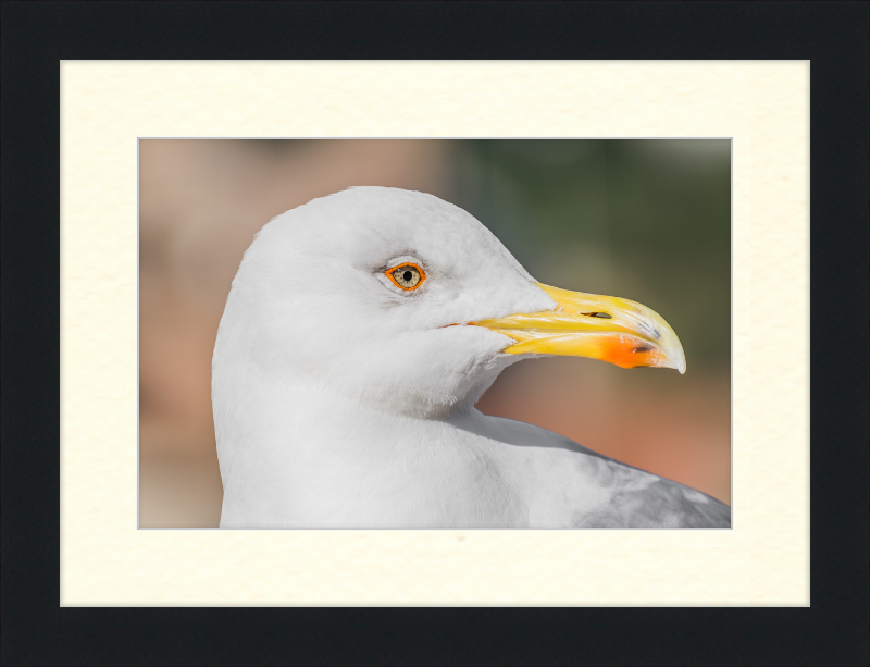 Larus Michahellis in Farnese Gardens - Great Pictures Framed