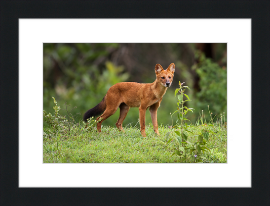 Asiatic Wild Dog - Great Pictures Framed