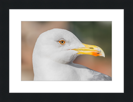 Larus Michahellis in Farnese Gardens - Great Pictures Framed