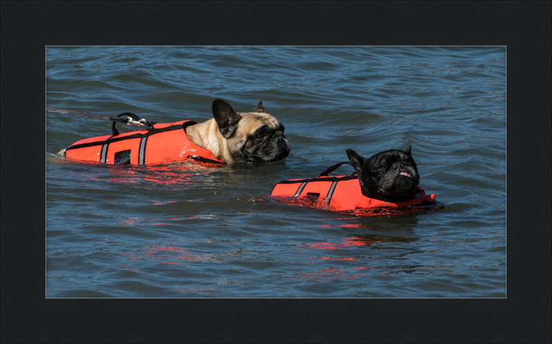 Two French Bulldogs Swimming in Life Jackets - Great Pictures Framed
