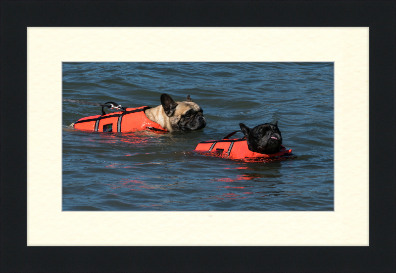 Two French Bulldogs Swimming in Life Jackets - Great Pictures Framed