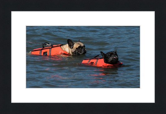 Two French Bulldogs Swimming in Life Jackets - Great Pictures Framed