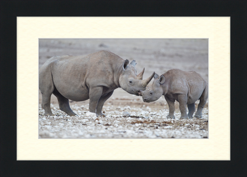 Two Rhinos - Great Pictures Framed
