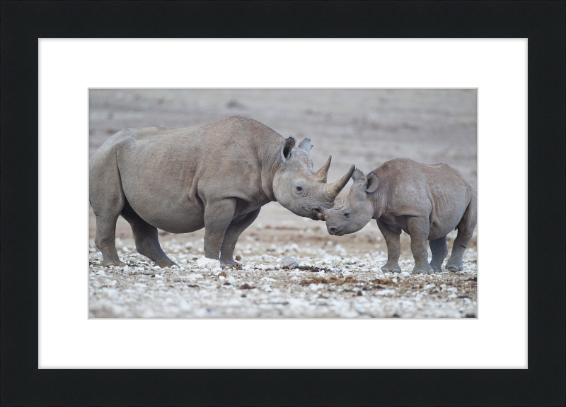Two Rhinos - Great Pictures Framed