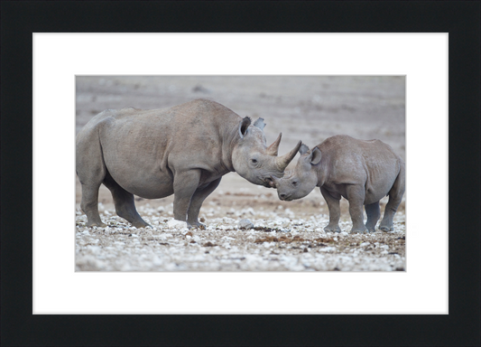 Two Rhinos - Great Pictures Framed