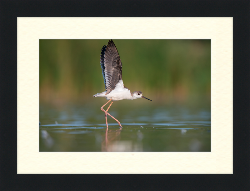 A Young Long-Legged Wader in the Danube Delta - Great Pictures Framed
