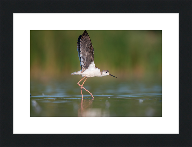 A Young Long-Legged Wader in the Danube Delta - Great Pictures Framed