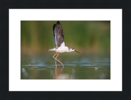 A Young Long-Legged Wader in the Danube Delta - Great Pictures Framed
