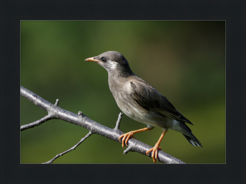 White-cheeked Starling at Tennoji Park in Osaka - Great Pictures Framed
