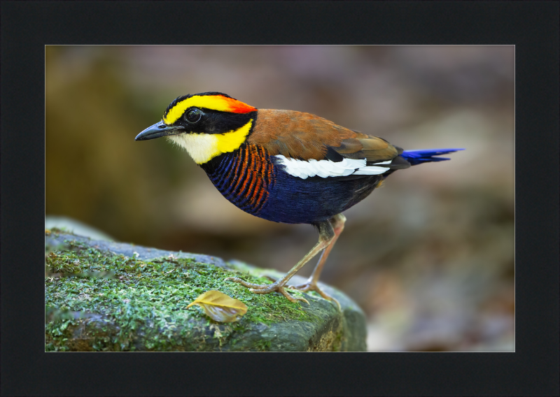 Hydrornis Irena - Sri Phang Nga - Great Pictures Framed