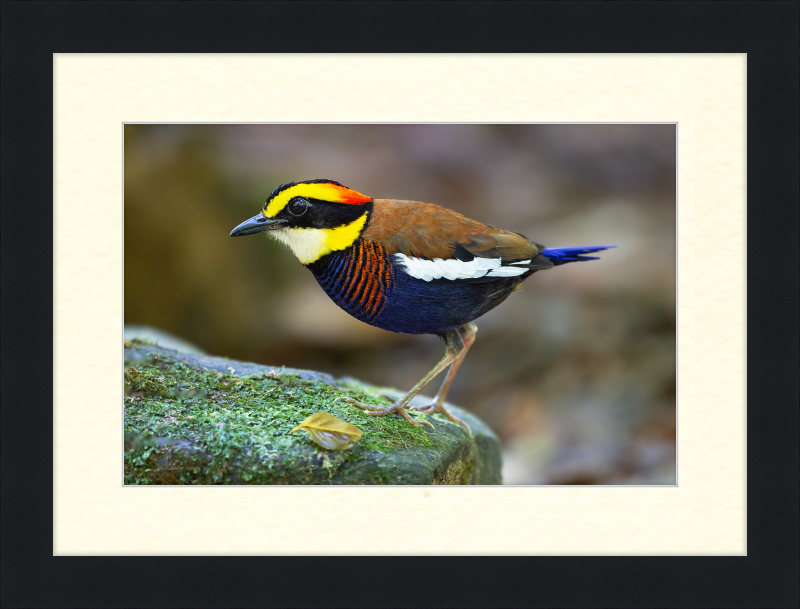 Hydrornis Irena - Sri Phang Nga - Great Pictures Framed