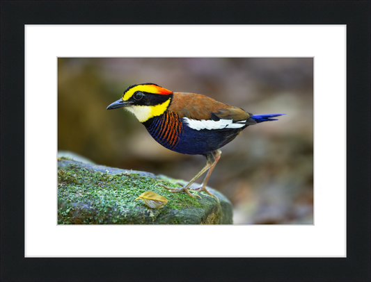 Hydrornis Irena - Sri Phang Nga - Great Pictures Framed