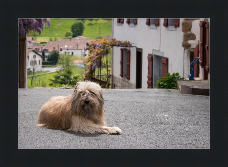 Sara - A Sheepdog - Great Pictures Framed