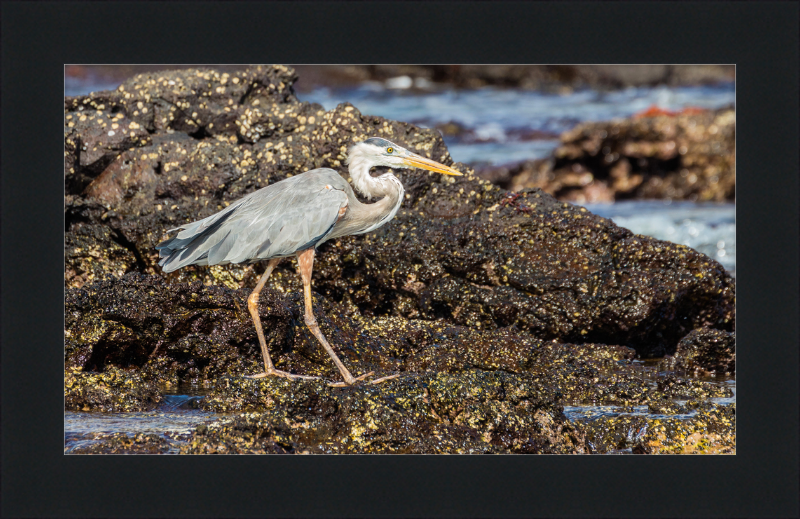 Great Blue Heron (Ardea herodias) - Great Pictures Framed
