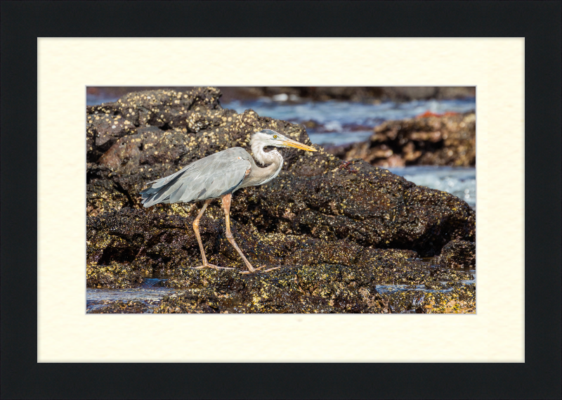 Great Blue Heron (Ardea herodias) - Great Pictures Framed