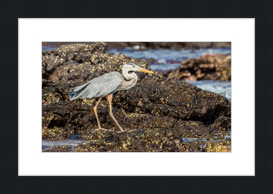 Great Blue Heron (Ardea herodias) - Great Pictures Framed