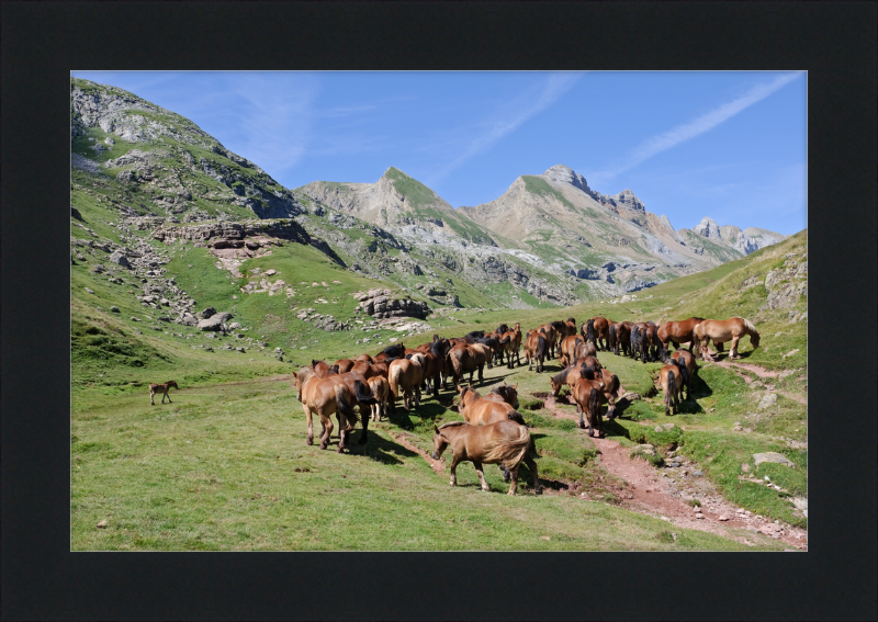 Free-Roaming Horses in the Pyrenees - Great Pictures Framed