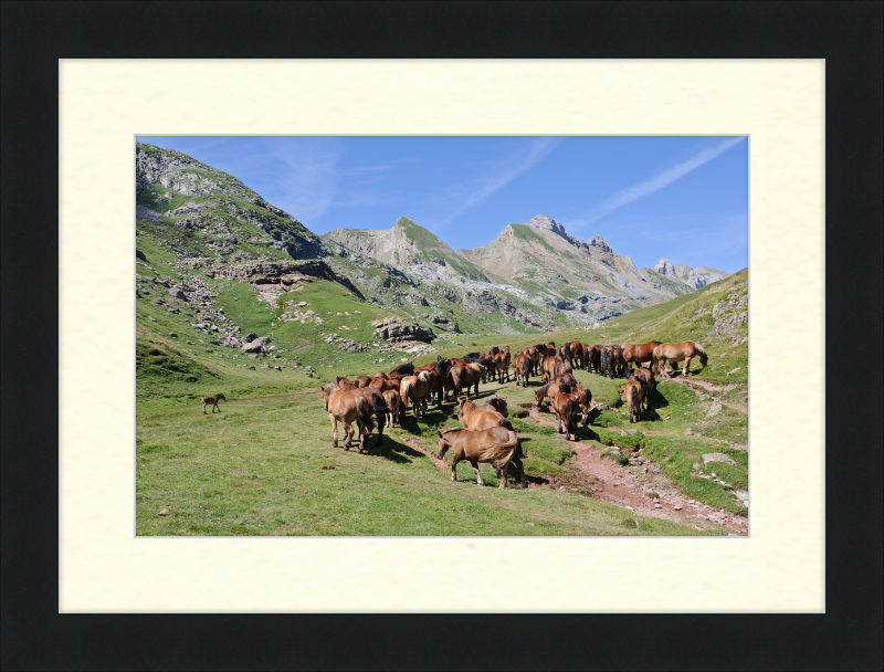 Free-Roaming Horses in the Pyrenees - Great Pictures Framed