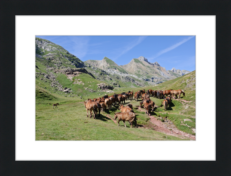Free-Roaming Horses in the Pyrenees - Great Pictures Framed