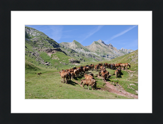 Free-Roaming Horses in the Pyrenees - Great Pictures Framed