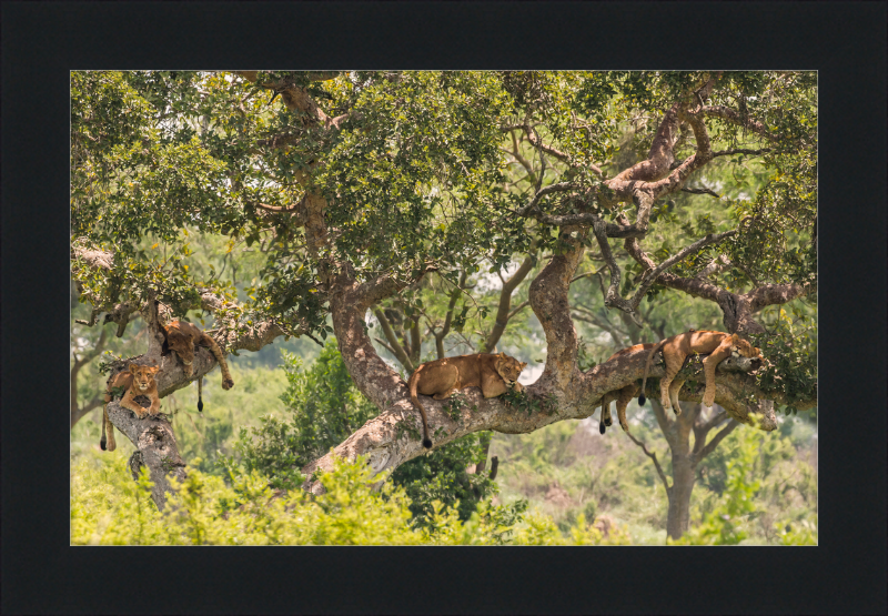 Tree-climbing Lions - Great Pictures Framed