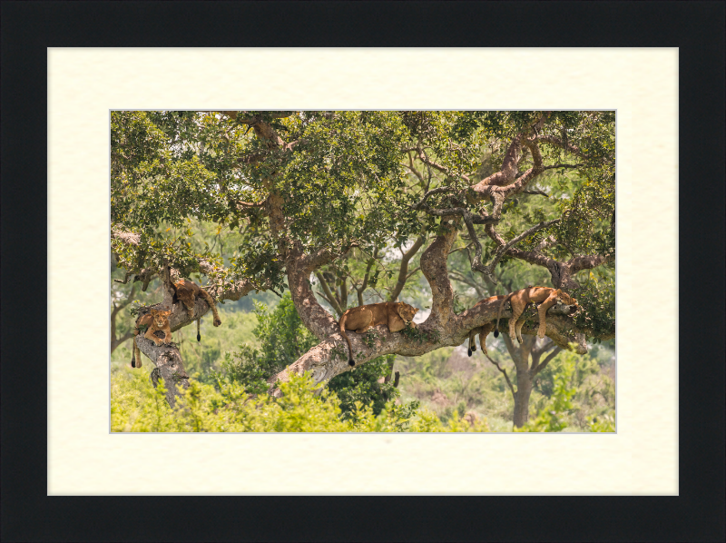 Tree-climbing Lions - Great Pictures Framed