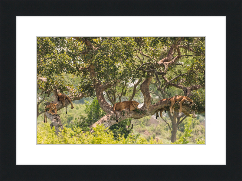 Tree-climbing Lions - Great Pictures Framed