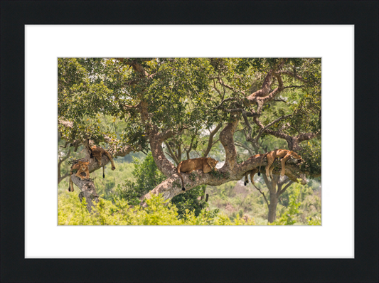 Tree-climbing Lions - Great Pictures Framed