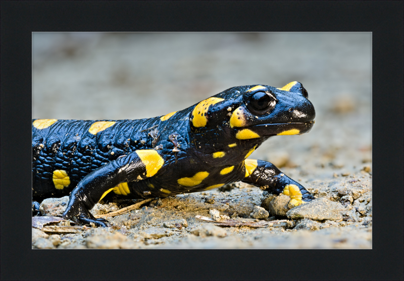 Fire salamander - Great Pictures Framed