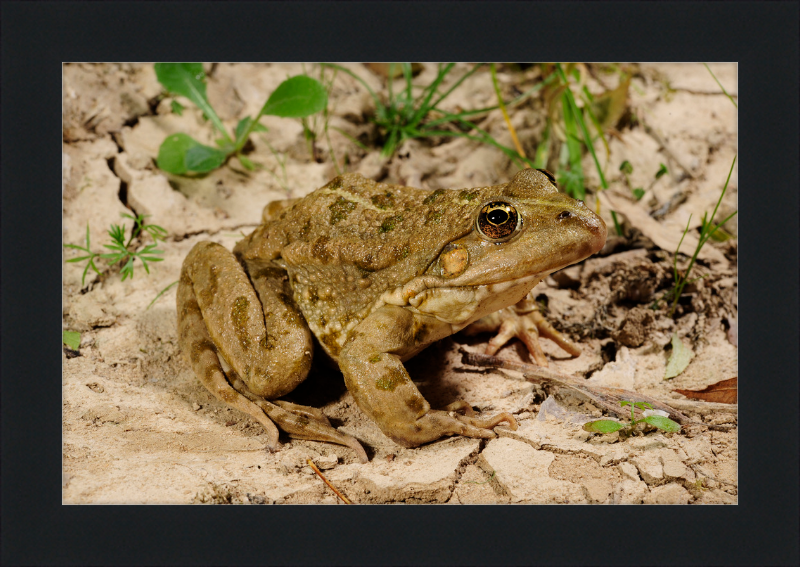 Grafscher Hybridfrosch - Great Pictures Framed