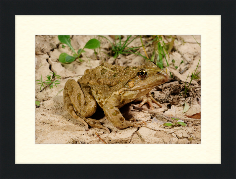 Grafscher Hybridfrosch - Great Pictures Framed
