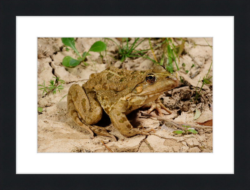 Grafscher Hybridfrosch - Great Pictures Framed