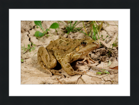Grafscher Hybridfrosch - Great Pictures Framed