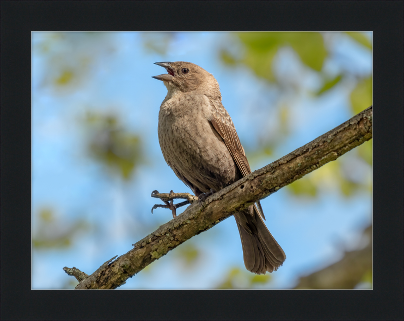 Female Brown-headed Cowbird - Great Pictures Framed