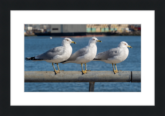 Ring-billed Gulls in Red Hook - Great Pictures Framed